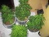 38th day soil coir grow 600hps 006.jpg