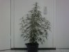 Bud-0044.jpg