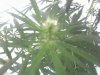 Bud-0045.jpg