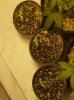 first grow 097.jpg