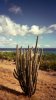 Trichome_Cuba_018.jpg