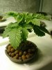 White Widow1 07-13-2012.jpg