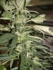 Grow_1_004.jpg