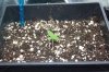 Blueberry Kush Day 5 (002).jpg