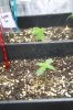 Blueberry Kush Day 10 (003).jpg