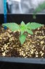 Blueberry Kush Day 13 (003).jpg