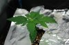 Blueberry Kush Day 14 (004).jpg