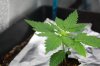 Blueberry Kush Day 15 (004).jpg