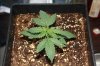 Blueberry Kush Day 16 (001).jpg