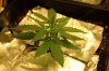 Blueberry Kush Day 17 (001).jpg