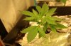 Blueberry Kush Day 17 (002).jpg