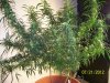 Next Grow O 008.jpg