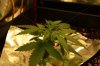 Blueberry Kush Day 18 (004).jpg