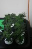 Veg Room GDP GSC 003.jpg