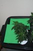 Veg Room GDP GSC 004.jpg