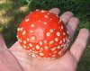 amanita1.jpg