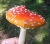 amanita2.jpg