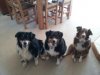 photo working dogs,.jpg