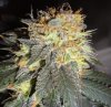 deadhead OG end of Week 8 2.jpg