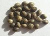 marijuana-seeds-ready-for-germination.jpg