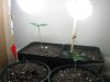 Day 6 from seed (1).jpg