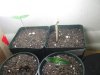 Day 6 from seed (2).jpg