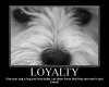 dogloyalty.jpg