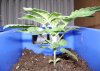 Rita McNeil,,,16 days from seed 10.jpg