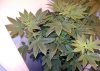 Big Bud-2 weeks 1day,,,No Stress 095.jpg