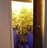 Big Bud,,,33 days old,,flowering for a week.jpg