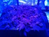 Plants under Blue UFO lamp.jpg