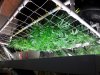 Group a scrog 1.jpg