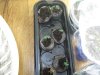 Day 1 from seed.jpg