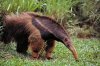 anteater.jpg