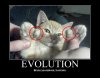 cat-evolution.jpg