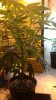 Trainwreck update 8 9 12 started flowering p.m of 9 5.jpg