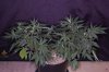 20120807_Romulan_veg_side.jpg