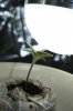 7 day old seedlings 5 7.5.12.jpg