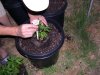 Transplanting101l.jpg