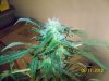 Party Grow 8 003.jpg