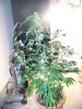 Party Grow 8 005.jpg