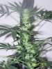 Party Grow 8 019.jpg