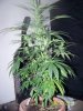 Party Grow 8 020.jpg