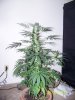 Party Grow 8 021.jpg