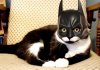 Darth Vader cat halloween.jpg
