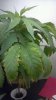 Plant-1.jpg
