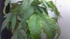 Plant-2.jpg