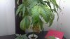 Plant-3.jpg