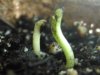 Cotyledon-Taproot, Bubblelicious 3.jpg