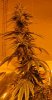 08-19-2012-Grow-Room-Flower-022.jpg